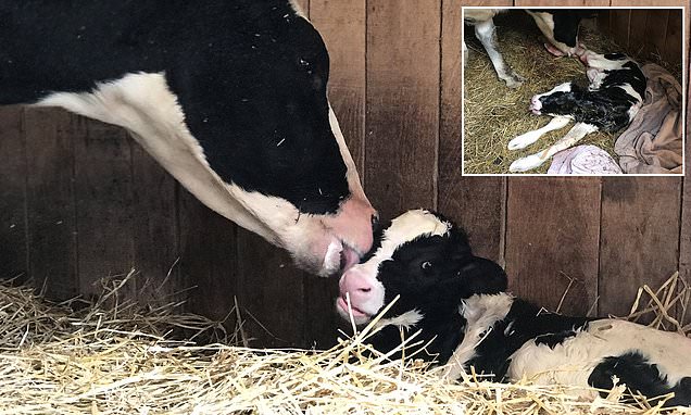 Vaca escapa de caminhão que ia para matadouro e dá à luz