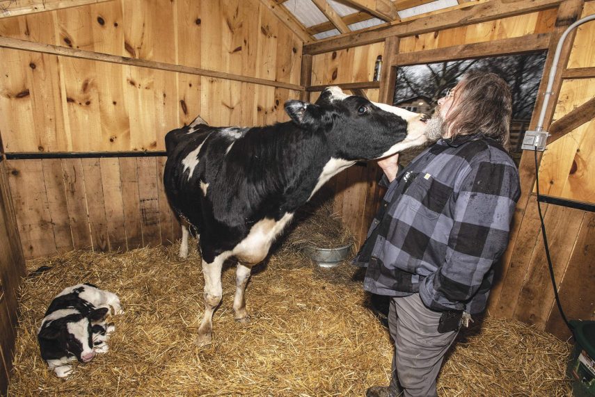 Vaca escapa de caminhão que ia para matadouro e dá à luz