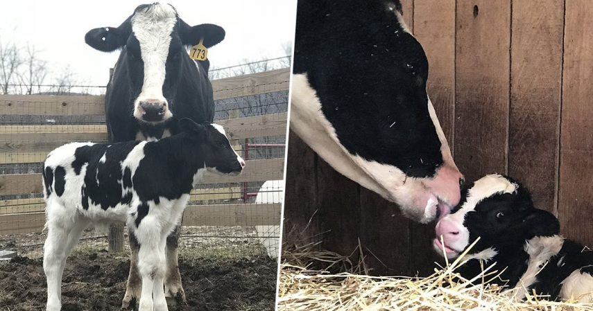 Vaca escapa de caminhão que ia para matadouro e dá à luz