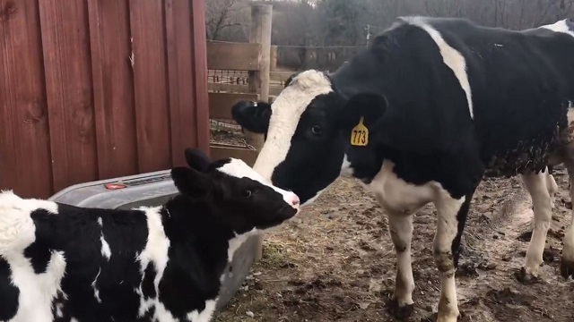 Vaca escapa de caminhão que ia para matadouro e dá à luz