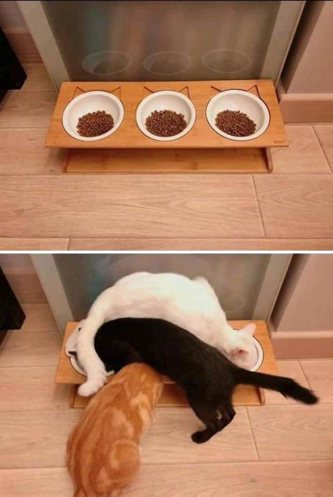 Fotos mais fofas e engraçadas de gatos