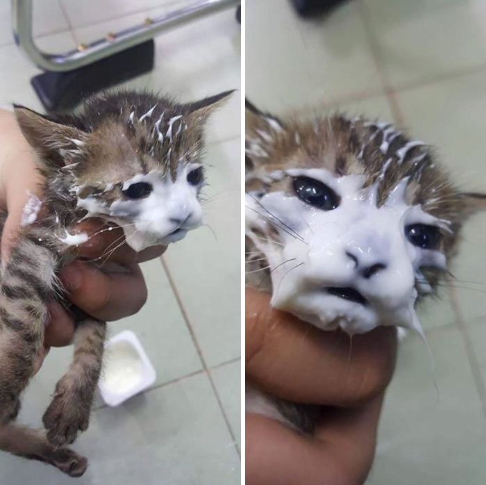 Fotos mais fofas e engraçadas de gatos