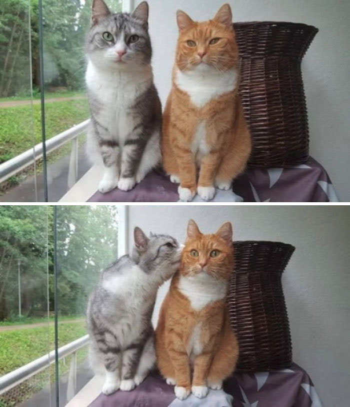 Fotos mais fofas e engraçadas de gatos