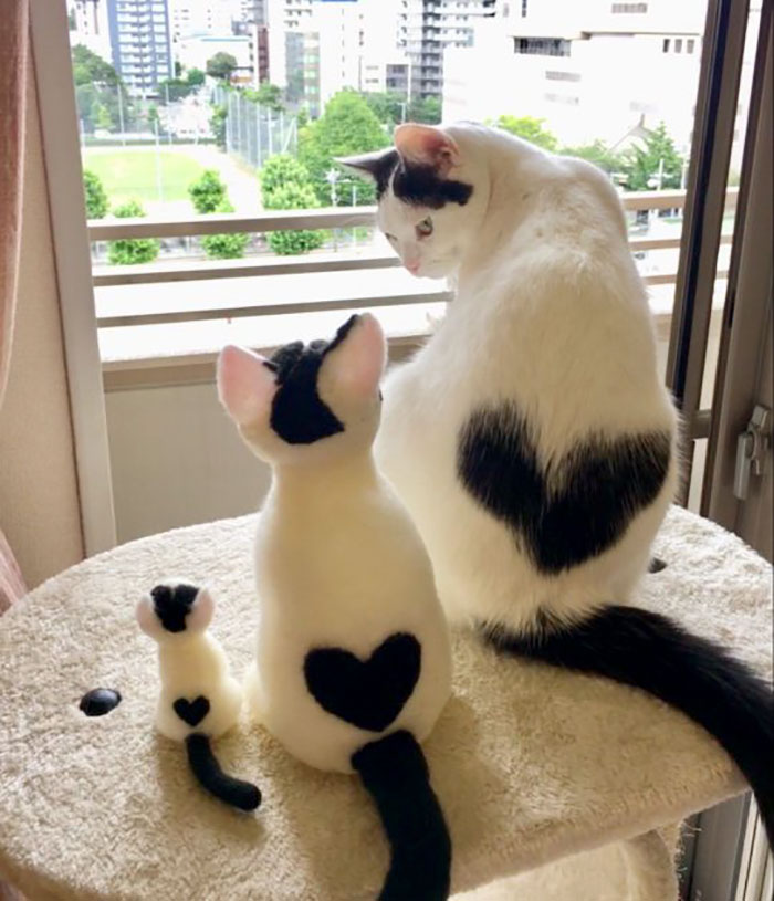 Fotos mais fofas e engraçadas de gatos