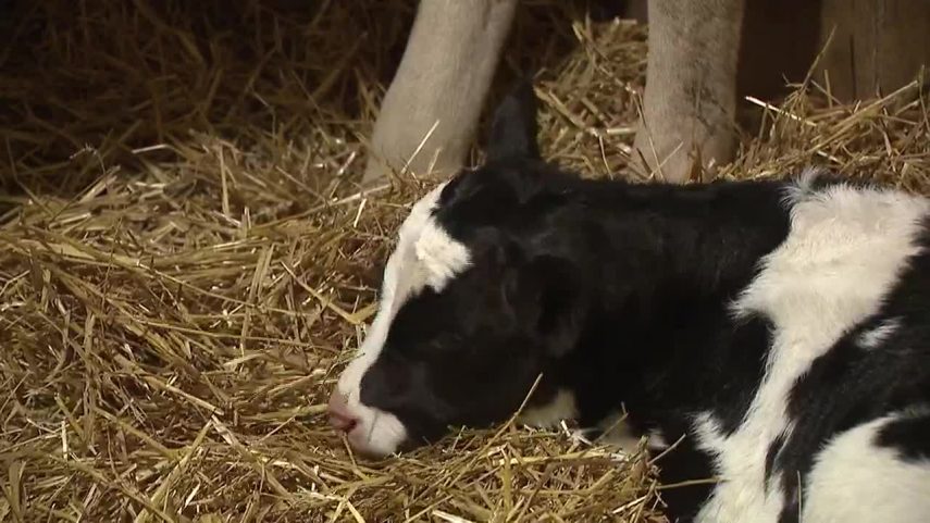 Vaca escapa de caminhão que ia para matadouro e dá à luz