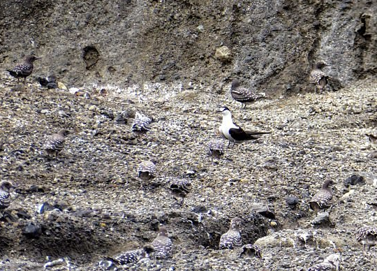 NASA confirma o surgimento de nova ilha no pacífico sul