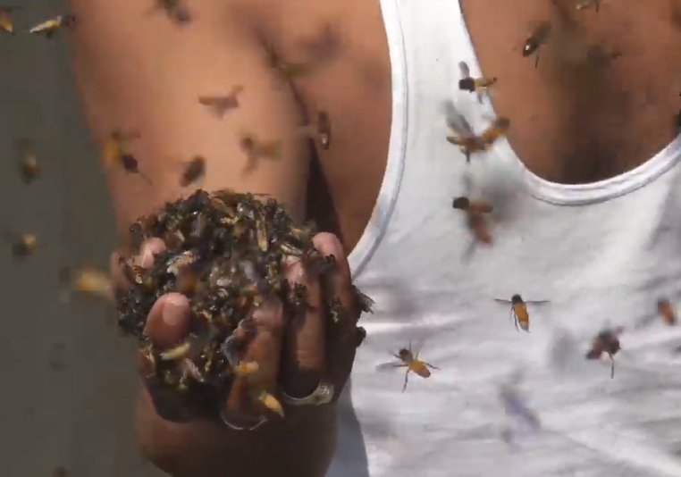 Indiano coloca abelhas na boca para extrair mel