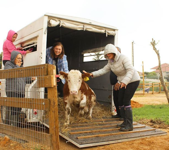 Fazenda em Israel é santuário para animais rejeitados