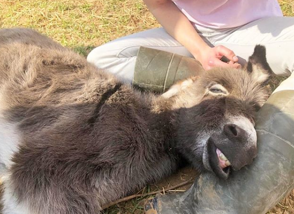 Fazenda em Israel é santuário para animais rejeitados