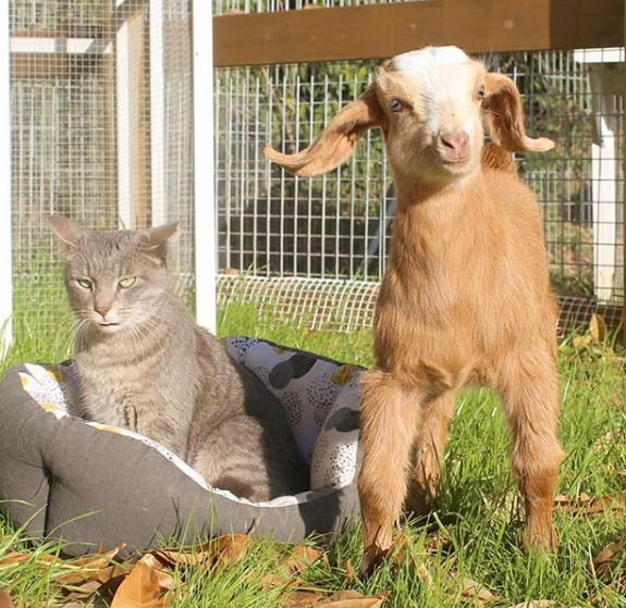 Fazenda em Israel é santuário para animais rejeitados