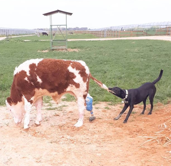 Fazenda em Israel é santuário para animais rejeitados