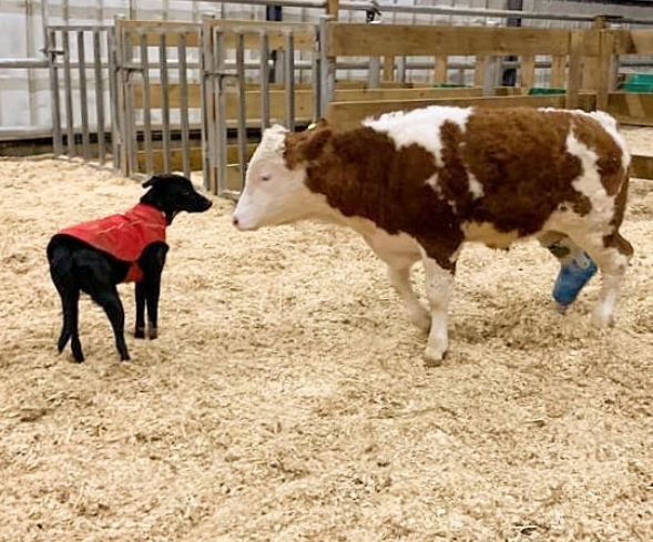Fazenda em Israel é santuário para animais rejeitados