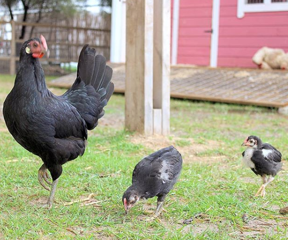 Fazenda em Israel é santuário para animais rejeitados