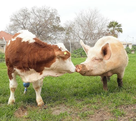 Fazenda em Israel é santuário para animais rejeitados