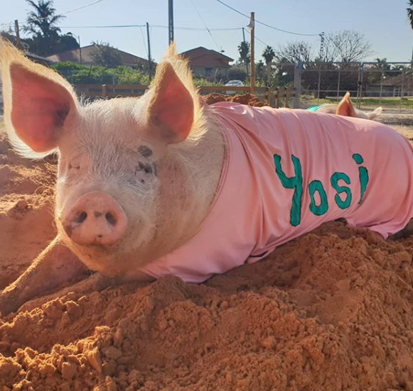 Fazenda em Israel é santuário para animais rejeitados