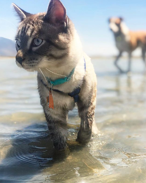 O cão Henry e o gato Baloo adoram se aventurar em trilhas pelos EUA 