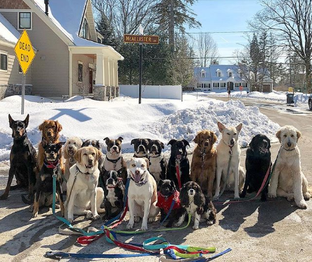 Grupo de cães é clicado todos os dias após passeio