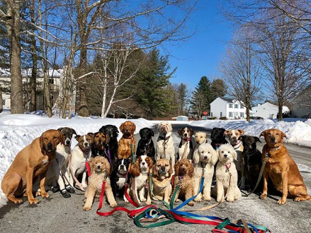 Grupo de cães é clicado todos os dias após passeio