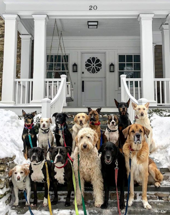 Grupo de cães é clicado todos os dias após passeio