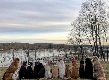 Grupo de cães é clicado todos os dias após passeio