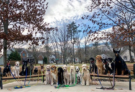 Grupo de cães é clicado todos os dias após passeio