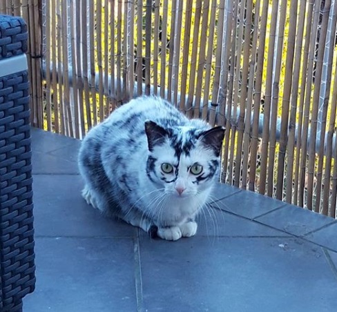 Gato mudou cor do pelo por causa de vitiligo