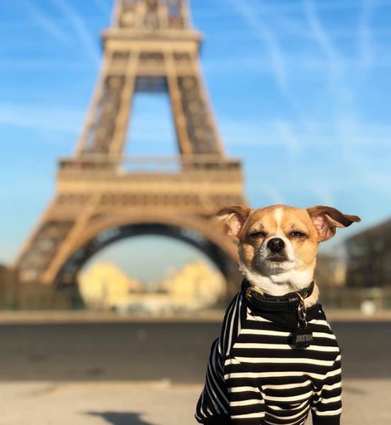 Cãozinho Jonathan Warren viaja pelo mundo e compartilha aventuras com milhares de seguidores