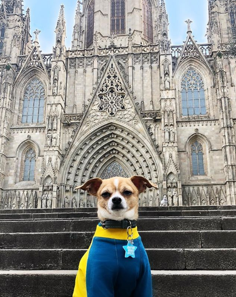 Cãozinho Jonathan Warren viaja pelo mundo e compartilha aventuras com milhares de seguidores