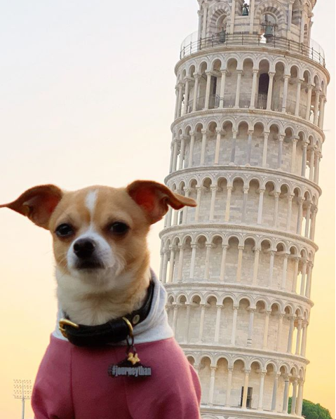 Cãozinho Jonathan Warren viaja pelo mundo e compartilha aventuras com milhares de seguidores