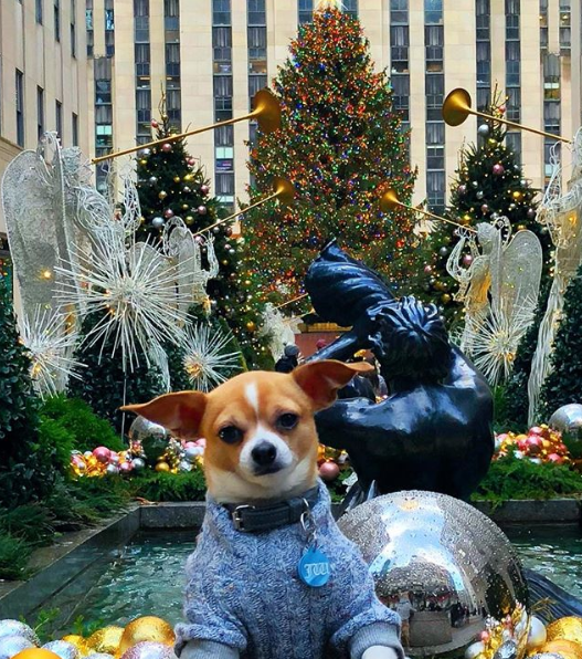 Cãozinho Jonathan Warren viaja pelo mundo e compartilha aventuras com milhares de seguidores