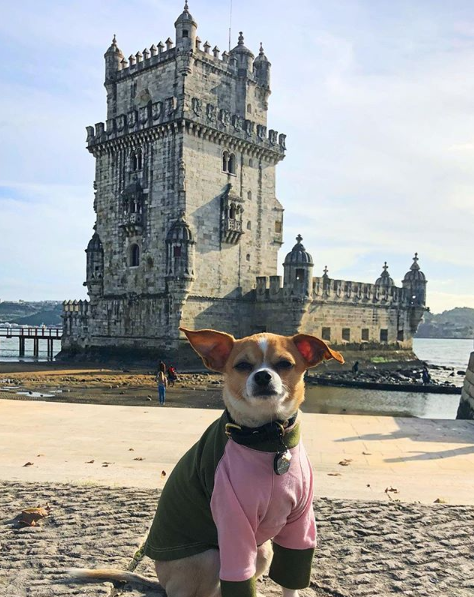 Cãozinho Jonathan Warren viaja pelo mundo e compartilha aventuras com milhares de seguidores