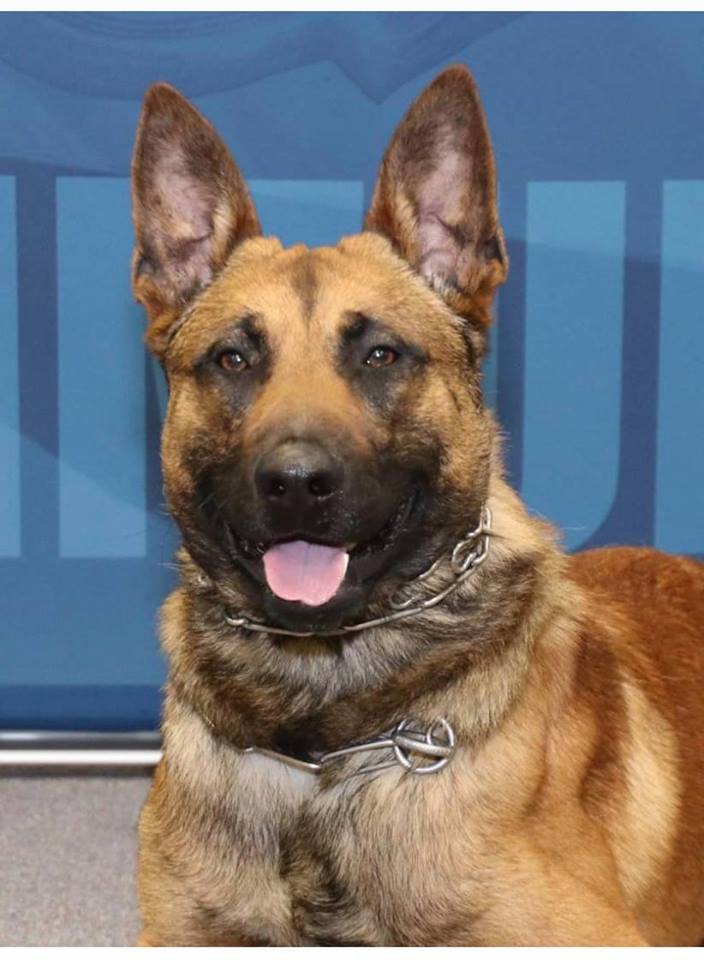 Pyro, cachorro da polícia de Green Bay, nos EUA, foi esfaqueado ao tentar evitar que um homem matasse o próprio pai