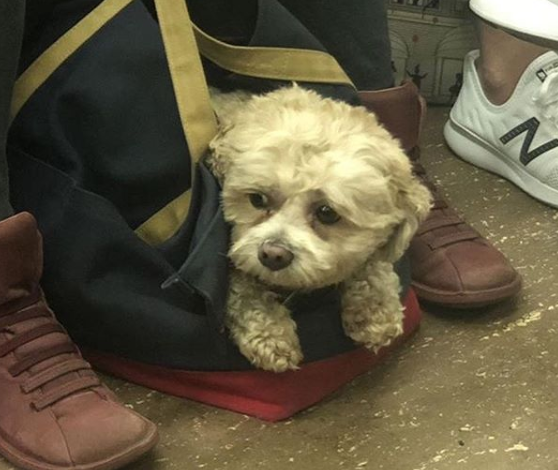 Conta reúne imagens de donos criativos que carregam seus cachorros pelo metrô de Nova York