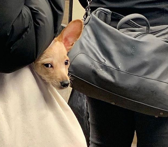 Conta reúne imagens de donos criativos que carregam seus cachorros pelo metrô de Nova York