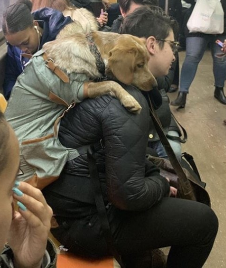 Conta reúne imagens de donos criativos que carregam seus cachorros pelo metrô de Nova York
