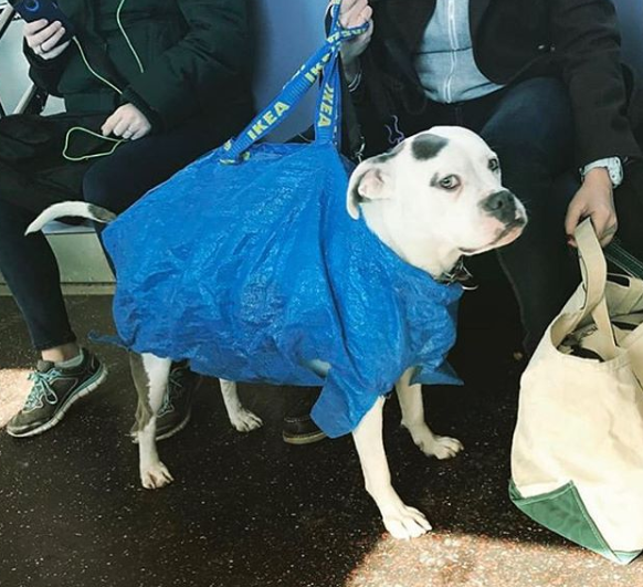 Conta reúne imagens de donos criativos que carregam seus cachorros pelo metrô de Nova York