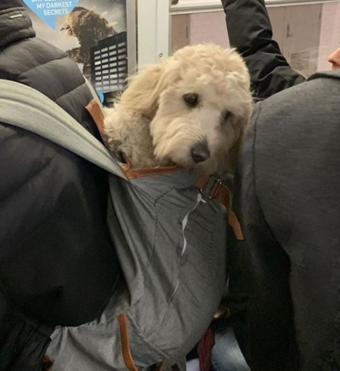 Conta reúne imagens de donos criativos que carregam seus cachorros pelo metrô de Nova York