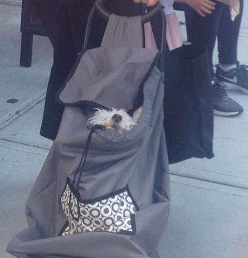Conta reúne imagens de donos criativos que carregam seus cachorros pelo metrô de Nova York