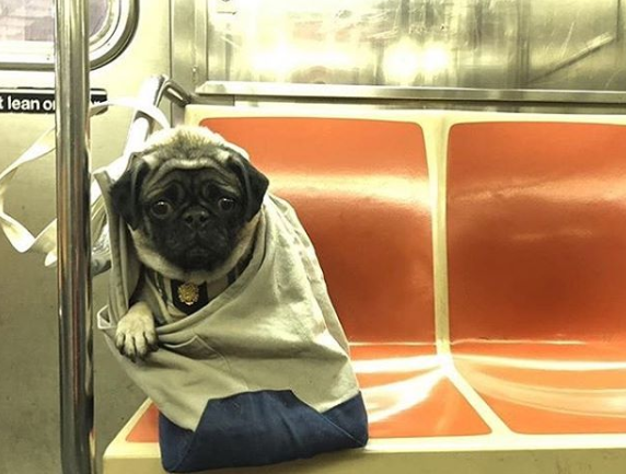 Conta reúne imagens de donos criativos que carregam seus cachorros pelo metrô de Nova York