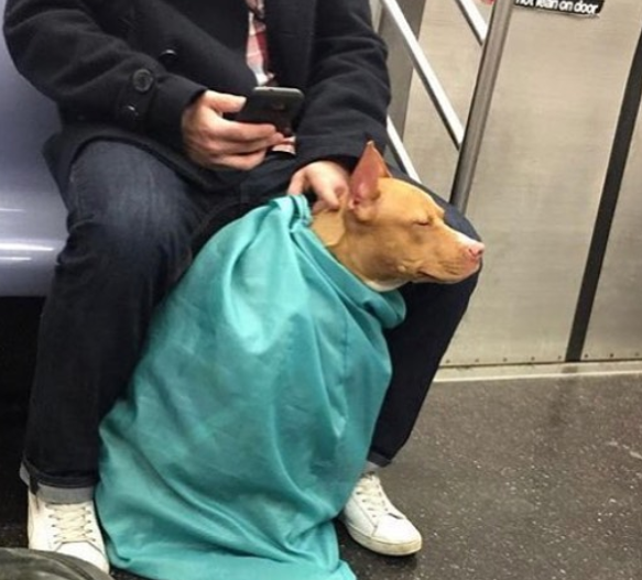 Conta reúne imagens de donos criativos que carregam seus cachorros pelo metrô de Nova York