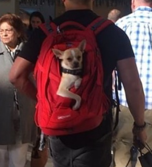 Conta reúne imagens de donos criativos que carregam seus cachorros pelo metrô de Nova York