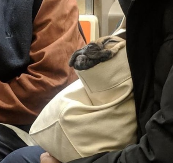Conta reúne imagens de donos criativos que carregam seus cachorros pelo metrô de Nova York