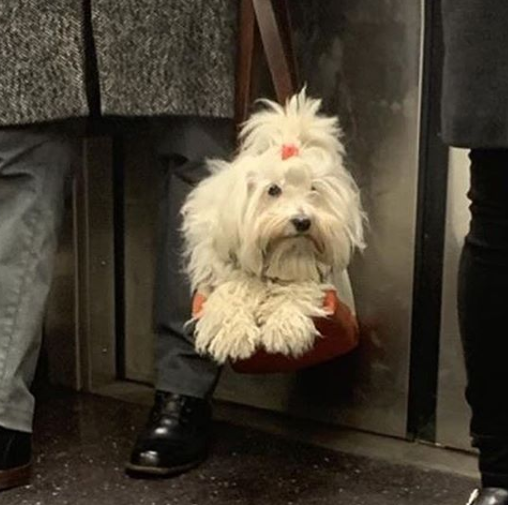 Conta reúne imagens de donos criativos que carregam seus cachorros pelo metrô de Nova York