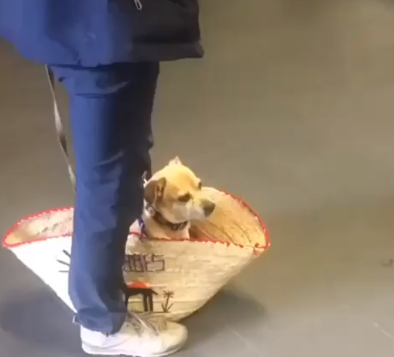 Conta reúne imagens de donos criativos que carregam seus cachorros pelo metrô de Nova York