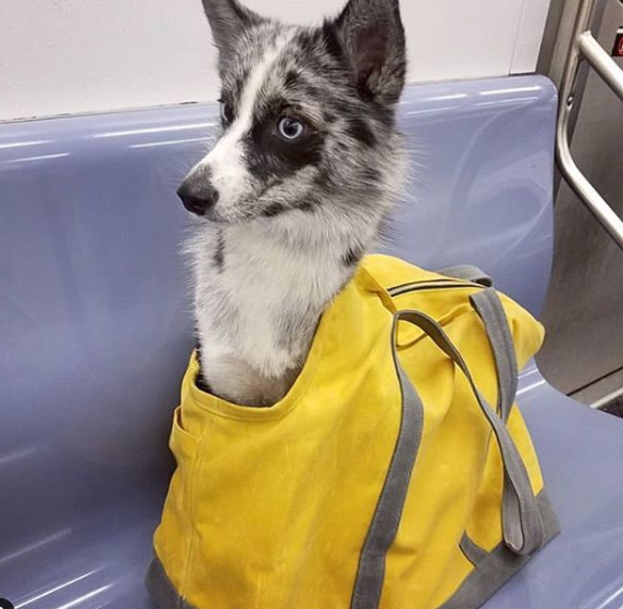 Conta reúne imagens de donos criativos que carregam seus cachorros pelo metrô de Nova York