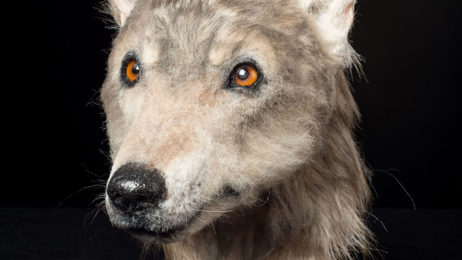 Artista refaz rosto de cão de 4.500 anos atrás após descoberta de crânio