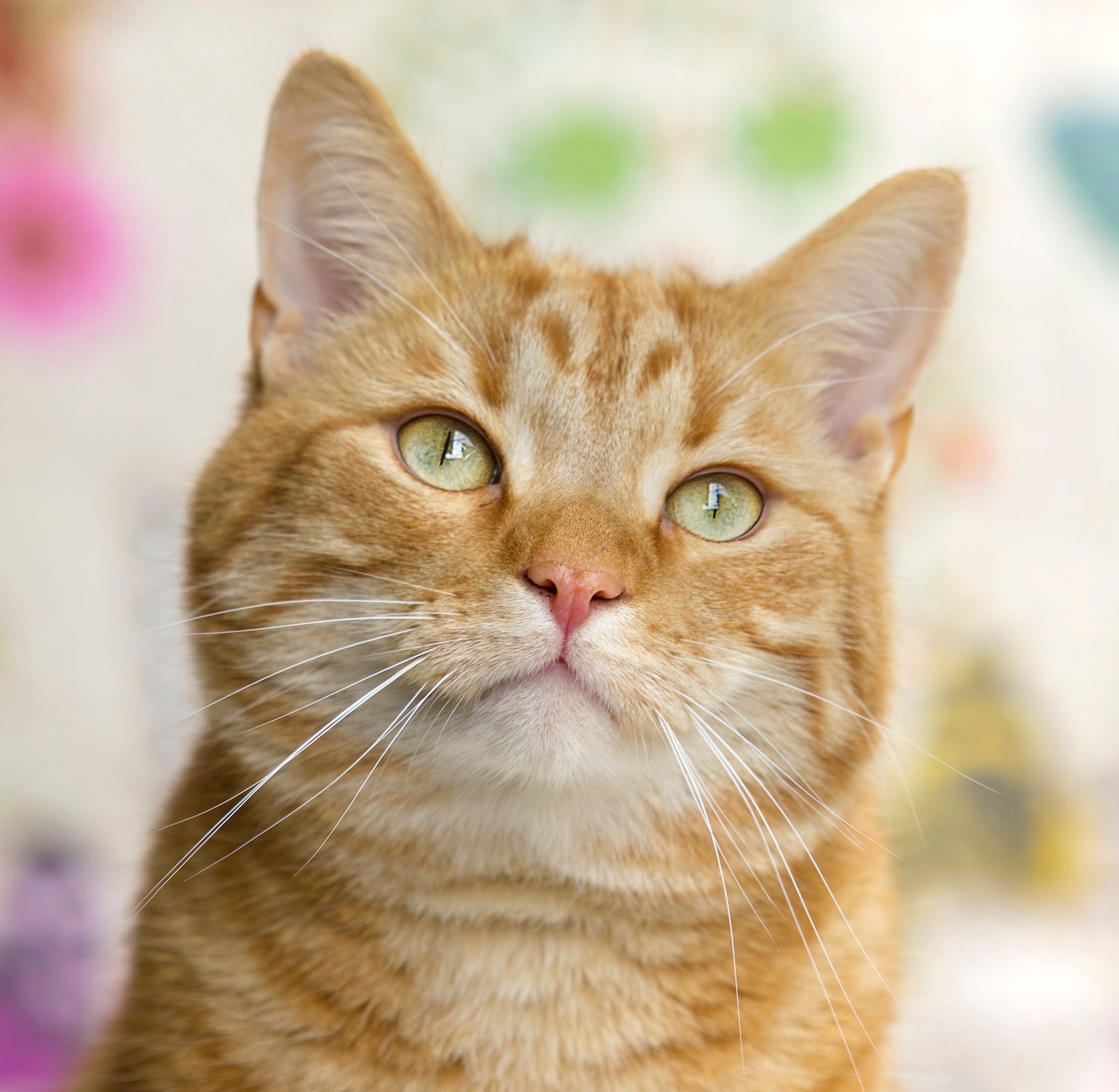 Vila de Taiwan é salva por megapopulação de gatos