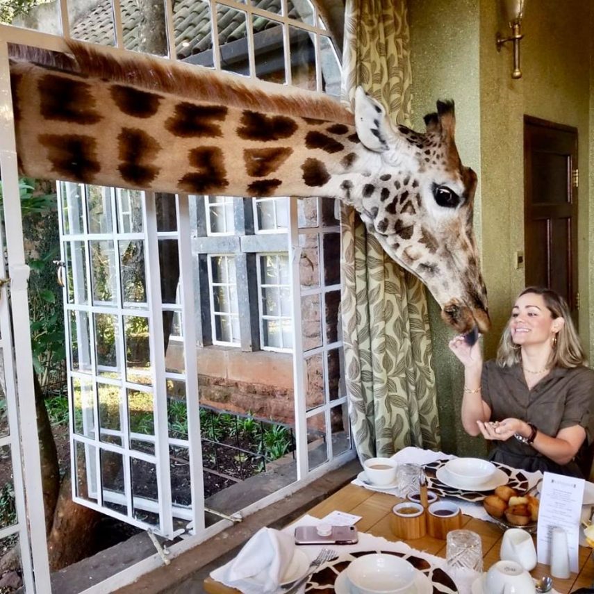 Giraffe Manor - Quênia