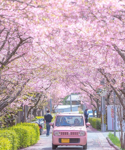 Cerejeiras floridas colorem o Japão na primavera