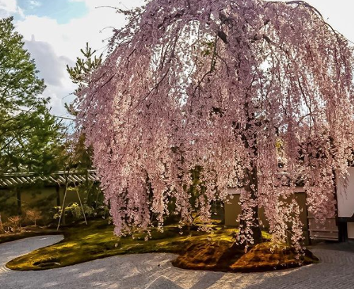 Cerejeiras floridas colorem o Japão na primavera